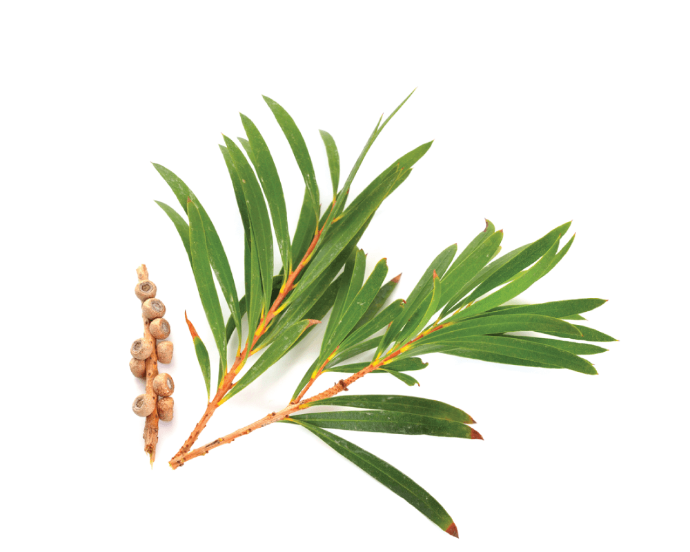 Olejek drzewo herbaciane - obrazek 2