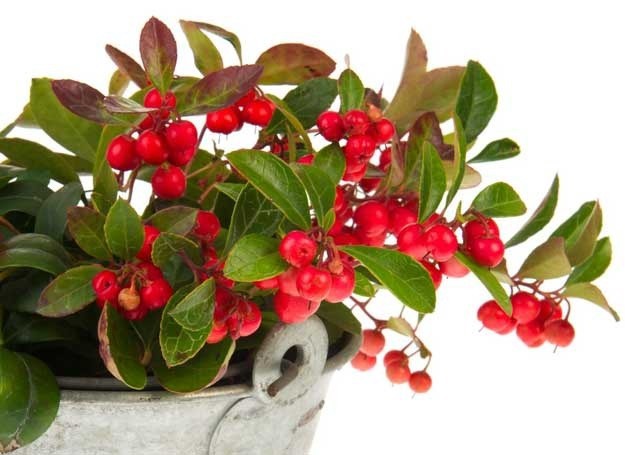 Olejek golteria - obrazek 2