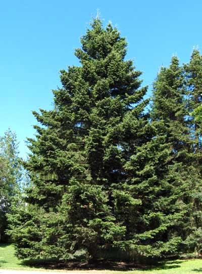 Olejek jodła syberyjska - obrazek 2