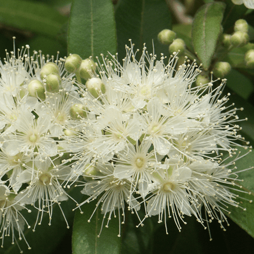 Olejek mirt cytrynowy - obrazek 2