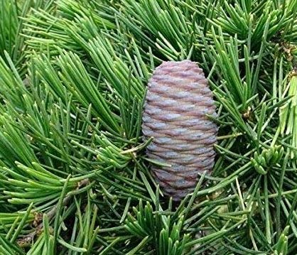 Olejek cedr himalajski - obrazek 2