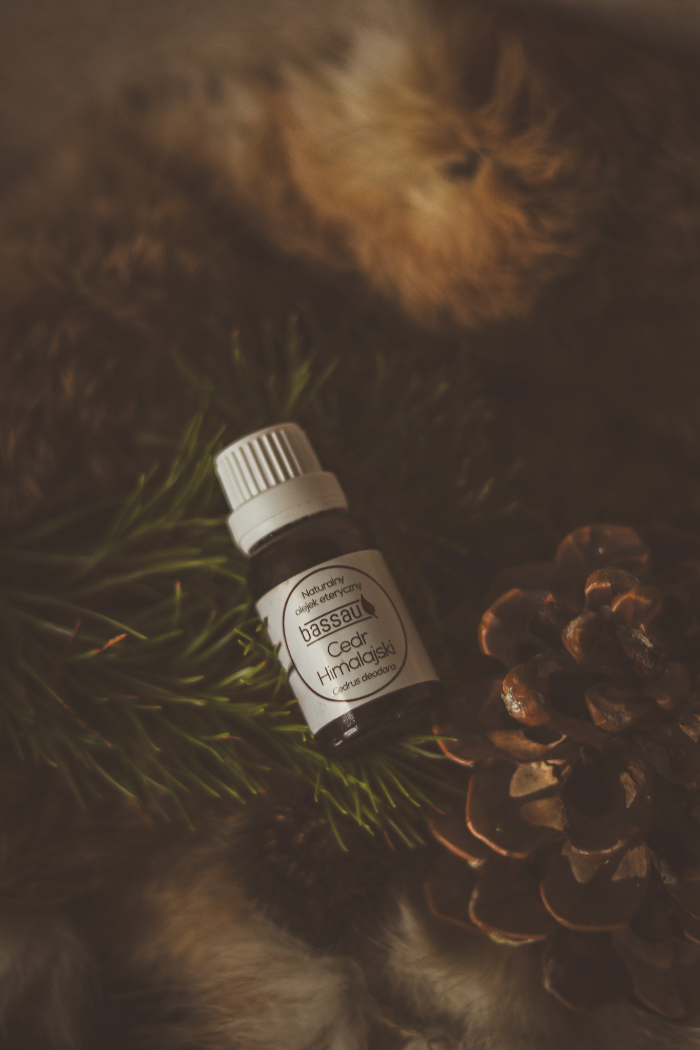 Olejek cedr himalajski - obrazek 4