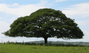 Olejek drzewo Copaiba