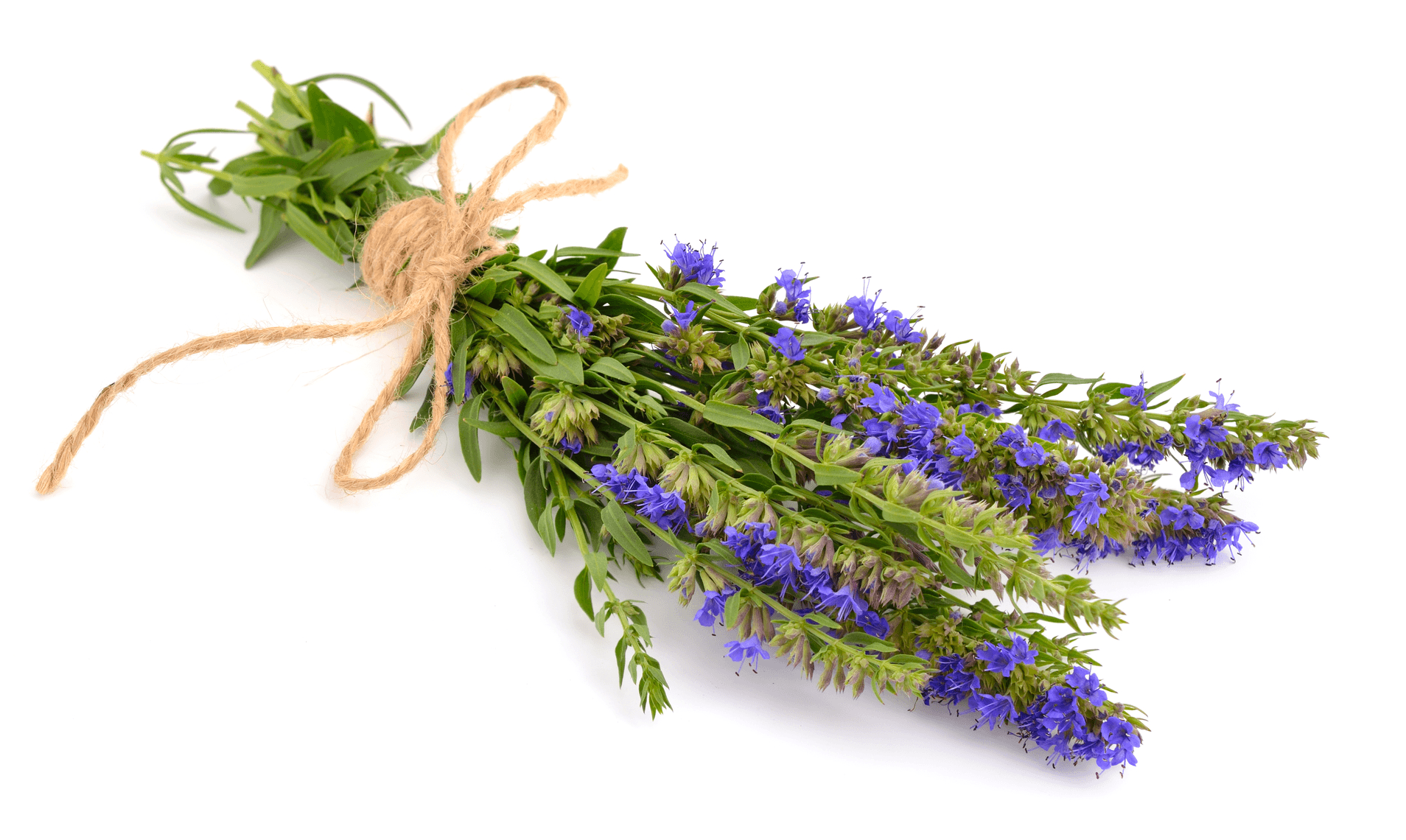 Olejek hyzop lekarski - obrazek 2