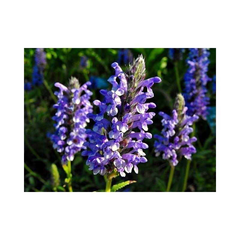 Olejek kocimiętka właściwa - obrazek 2