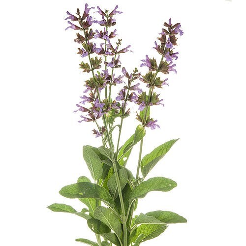 Olejek szałwia lekarska - obrazek 2