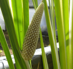 Olejek tatarak zwyczajny