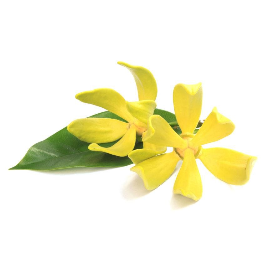 Olejek ylang ylang - obrazek 2