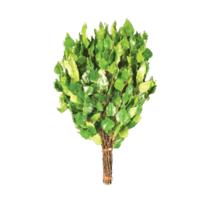 Witki suszone do sauny